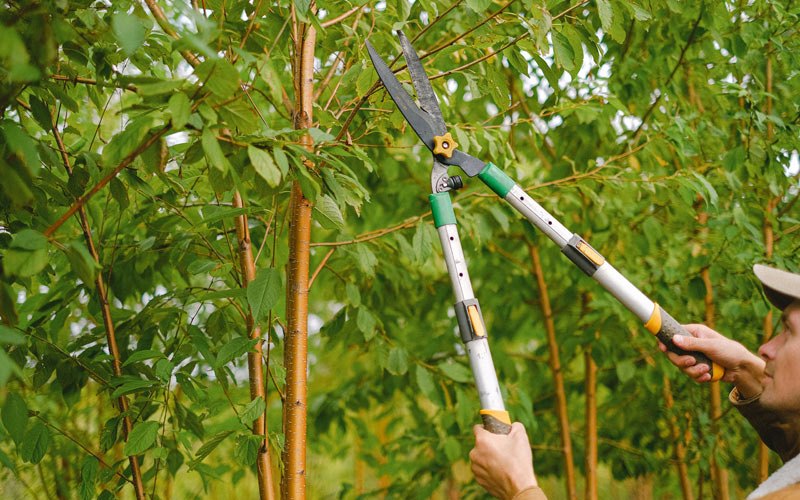 Tree trimming in New Bedford, IL