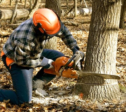 Tree Removal in New Bedford, IL